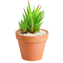 buy haworthia rubrobrunnea  2 inch online rare succulent, unique haworthia rubrobrunnea textured foliage plant, low light indoor succulent for apartment living