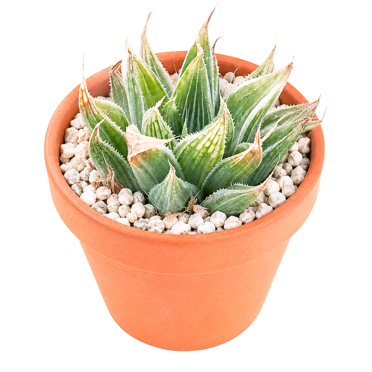Buy 4" Haworthia retusa 'White Ghost' online. This rare succulent features thick, translucent leaves with beautiful pale variegation that gives each rosette its distinctive ghostly appearance. It thrives in bright, indirect light with well-draining soil and occasional watering. A stunning addition to rare succulent collections, sunny windowsills, or elegant indoor plant displays.