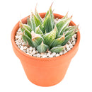 Buy 4" Haworthia retusa 'White Ghost' online. This rare succulent features thick, translucent leaves with beautiful pale variegation that gives each rosette its distinctive ghostly appearance. It thrives in bright, indirect light with well-draining soil and occasional watering. A stunning addition to rare succulent collections, sunny windowsills, or elegant indoor plant displays.