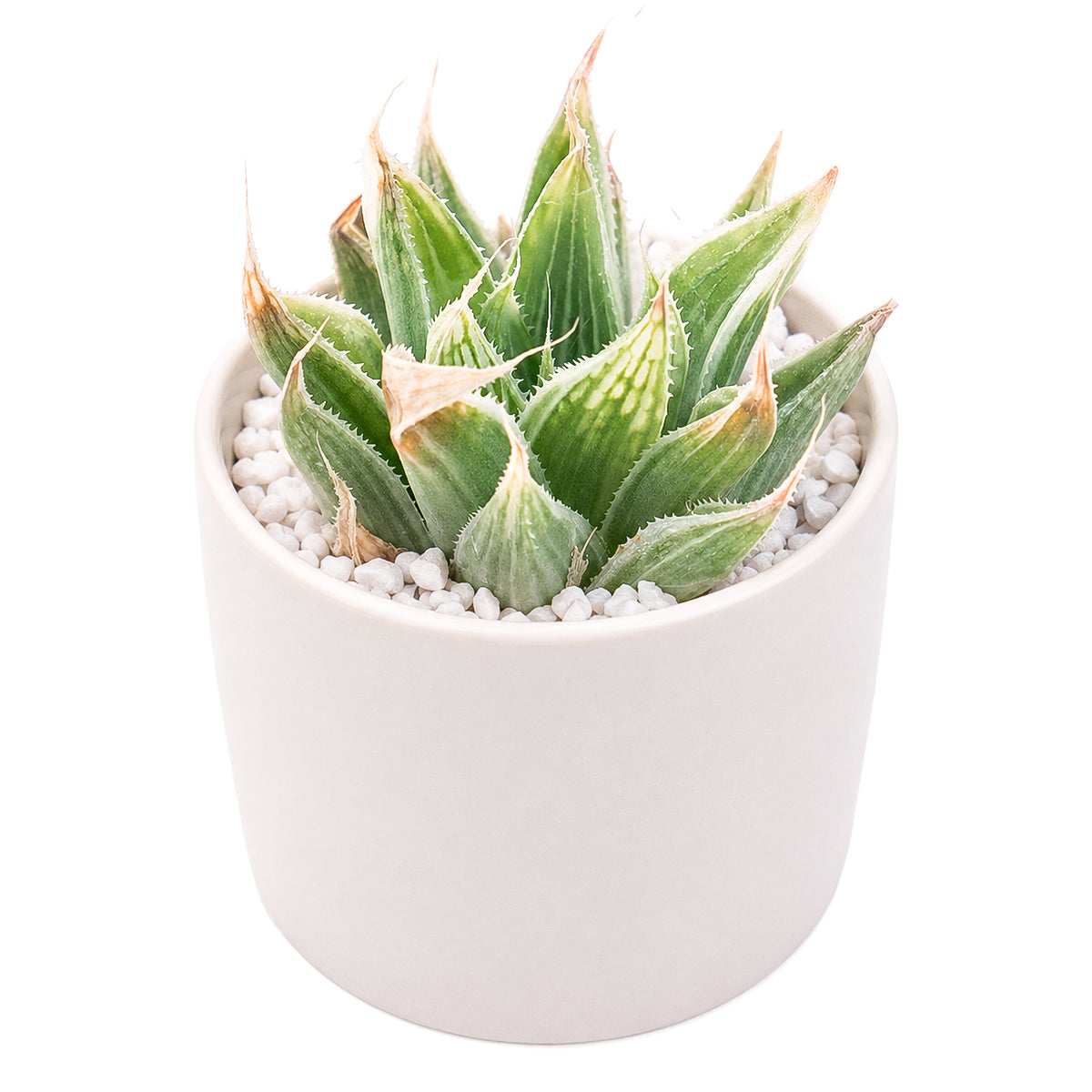 4" Haworthia retusa 'White Ghost' for sale. Admired for its frosted white variegation and perfectly symmetrical rosette, this unique Haworthia brings exceptional beauty and character to any plant collection. It grows best in bright conditions with a fast-draining succulent mix and minimal watering. Perfect for collectors, decorative planters, or as a standout specimen in any indoor space.