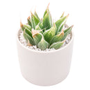 Buy 4" Haworthia retusa 'White Ghost' online. This rare succulent features thick, translucent leaves with beautiful pale variegation that gives each rosette its distinctive ghostly appearance. It thrives in bright, indirect light with well-draining soil and occasional watering. A stunning addition to rare succulent collections, sunny windowsills, or elegant indoor plant displays.