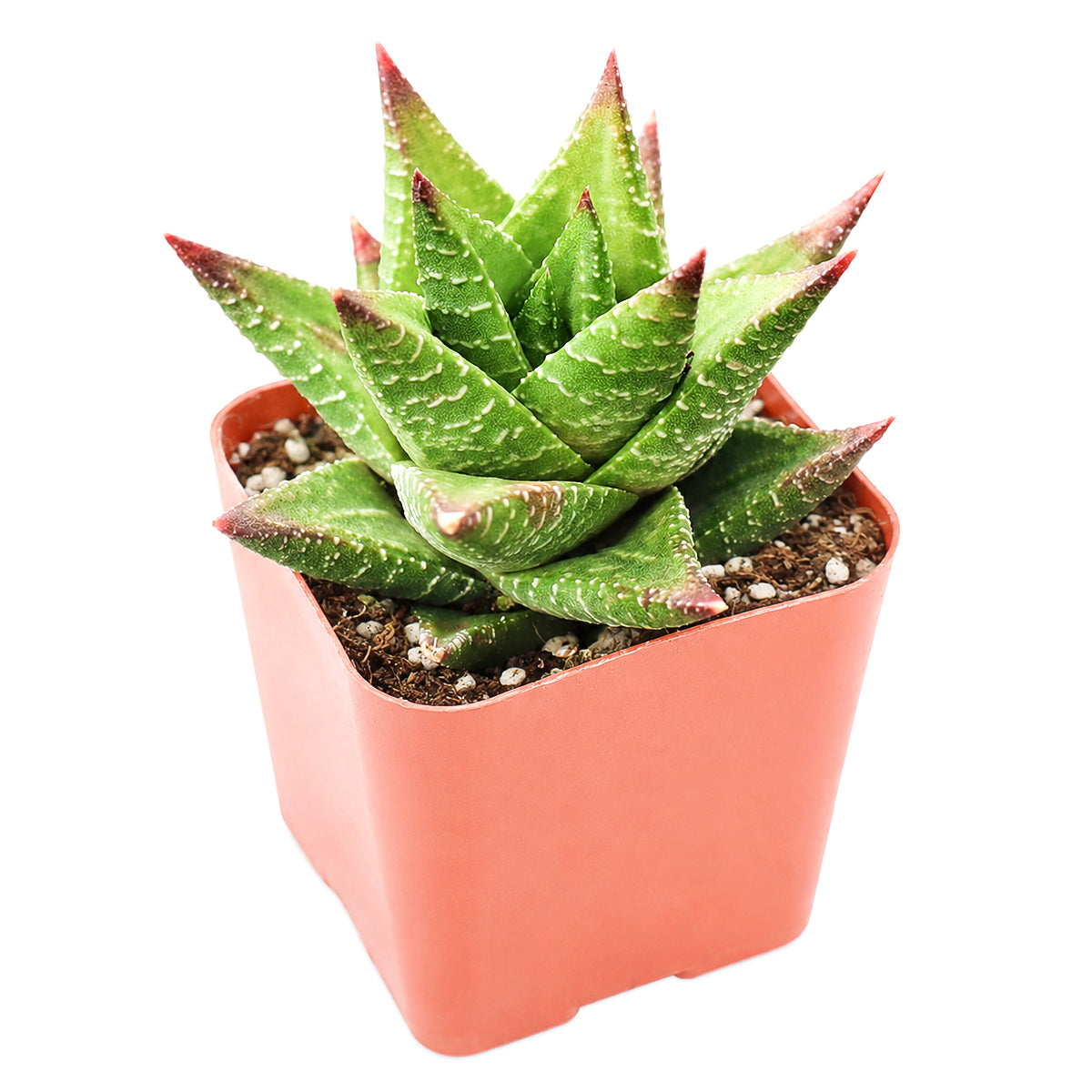 2" Haworthia 'Broteriana' for sale. This compact succulent showcases beautifully patterned leaves arranged in a neat rosette that remains attractive throughout the year. It requires very little maintenance and thrives in well-draining soil with bright, indirect light. Perfect for sunny windowsills, shelves, or thoughtful gifts for plant lovers.