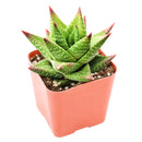 Buy 2" Haworthia 'Broteriana' online. This distinctive succulent forms compact rosettes of thick, pointed leaves with raised white markings that create a beautifully textured appearance. It thrives in bright, indirect light with well-draining soil and occasional watering. A perfect addition to succulent collections, office desks, or modern indoor plant displays.