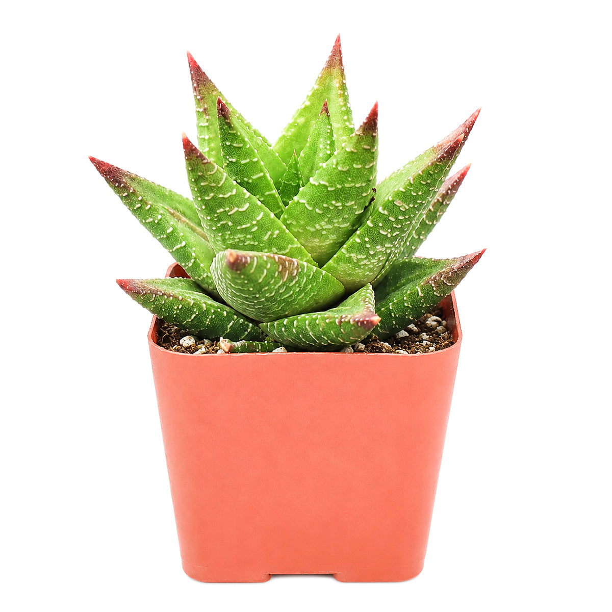 Buy 2" Haworthia 'Broteriana' online. This eye-catching succulent is admired for its sculptural form and attractive white tubercles that give each rosette unique character. It prefers bright, filtered light, excellent drainage, and light watering after the soil has dried completely. A wonderful addition to mixed succulent arrangements or as a standout specimen in any collection.
