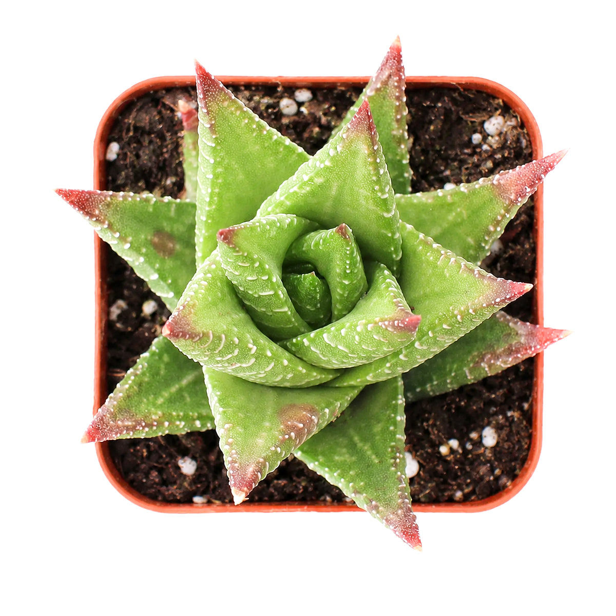 2" Haworthia 'Broteriana' for sale. Featuring richly textured green leaves and a symmetrical rosette, this charming Haworthia brings natural elegance to any indoor space. It grows best in bright conditions with a fast-draining succulent mix and minimal watering. An excellent choice for beginners, collectors, or decorative tabletop planters.