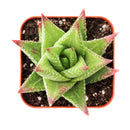 Buy 2" Haworthia 'Broteriana' online. This distinctive succulent forms compact rosettes of thick, pointed leaves with raised white markings that create a beautifully textured appearance. It thrives in bright, indirect light with well-draining soil and occasional watering. A perfect addition to succulent collections, office desks, or modern indoor plant displays.