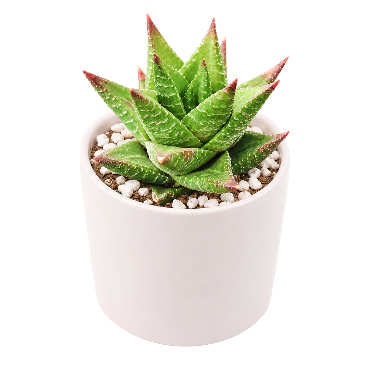 Buy 2" Haworthia 'Broteriana' online. This distinctive succulent forms compact rosettes of thick, pointed leaves with raised white markings that create a beautifully textured appearance. It thrives in bright, indirect light with well-draining soil and occasional watering. A perfect addition to succulent collections, office desks, or modern indoor plant displays.