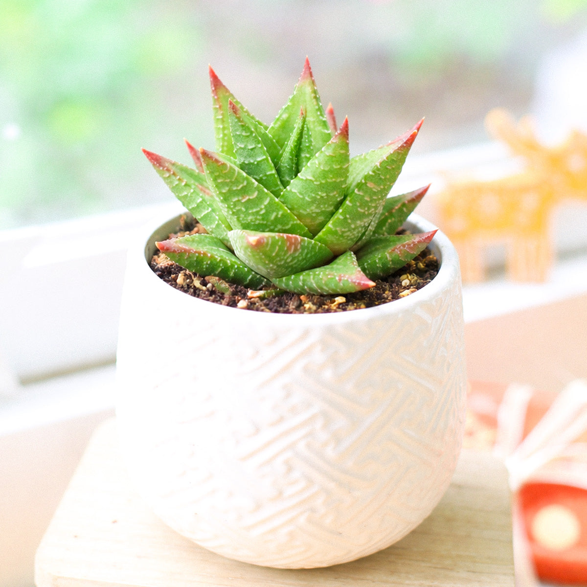 Haworthia Broteriana in California, How to grow Haworthia Broteriana, rare succulents, rare succulents for sale, unique succulents, buy succulents online, rare succulent, succulent shop, unusual succulents, succulent store, succulents online
