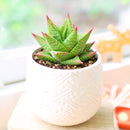 Haworthia Broteriana in California, How to grow Haworthia Broteriana, rare succulents, rare succulents for sale, unique succulents, buy succulents online, rare succulent, succulent shop, unusual succulents, succulent store, succulents online