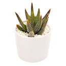 Buy 2" Haworthia 'Concolor' online. This striking succulent forms compact rosettes of dark green leaves covered with delicate white tubercles that create a beautifully textured appearance. It thrives in bright, indirect light with well-draining soil and occasional watering. A perfect addition to succulent collections, office desks, or modern indoor plant displays.