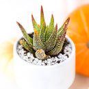 Haworthia Attenuata Concolor in California, How to grow Haworthia Attenuata Concolor, rare succulents, rare succulents for sale, unique succulents