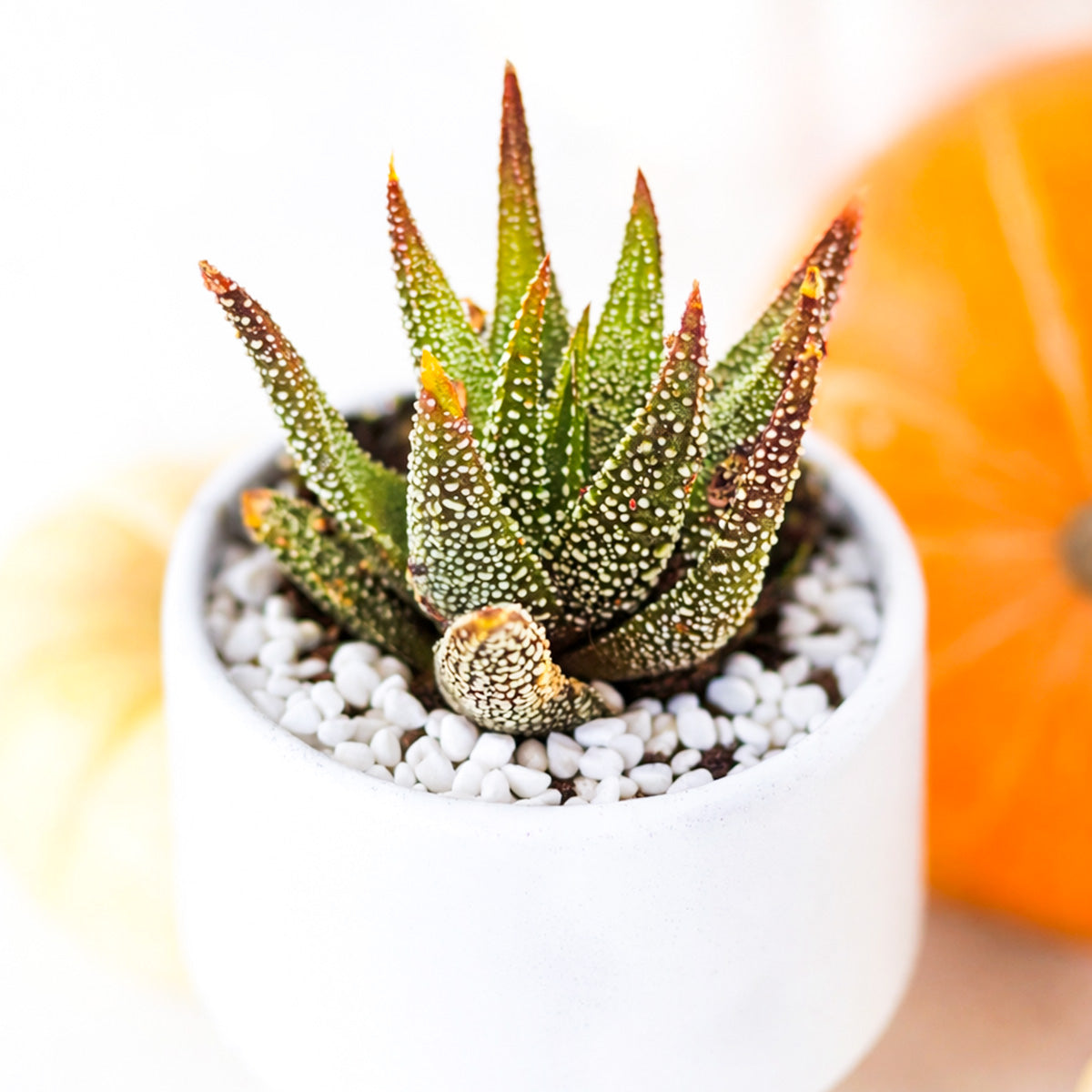 Haworthia Attenuata Concolor in California, How to grow Haworthia Attenuata Concolor, rare succulents, rare succulents for sale, unique succulents
