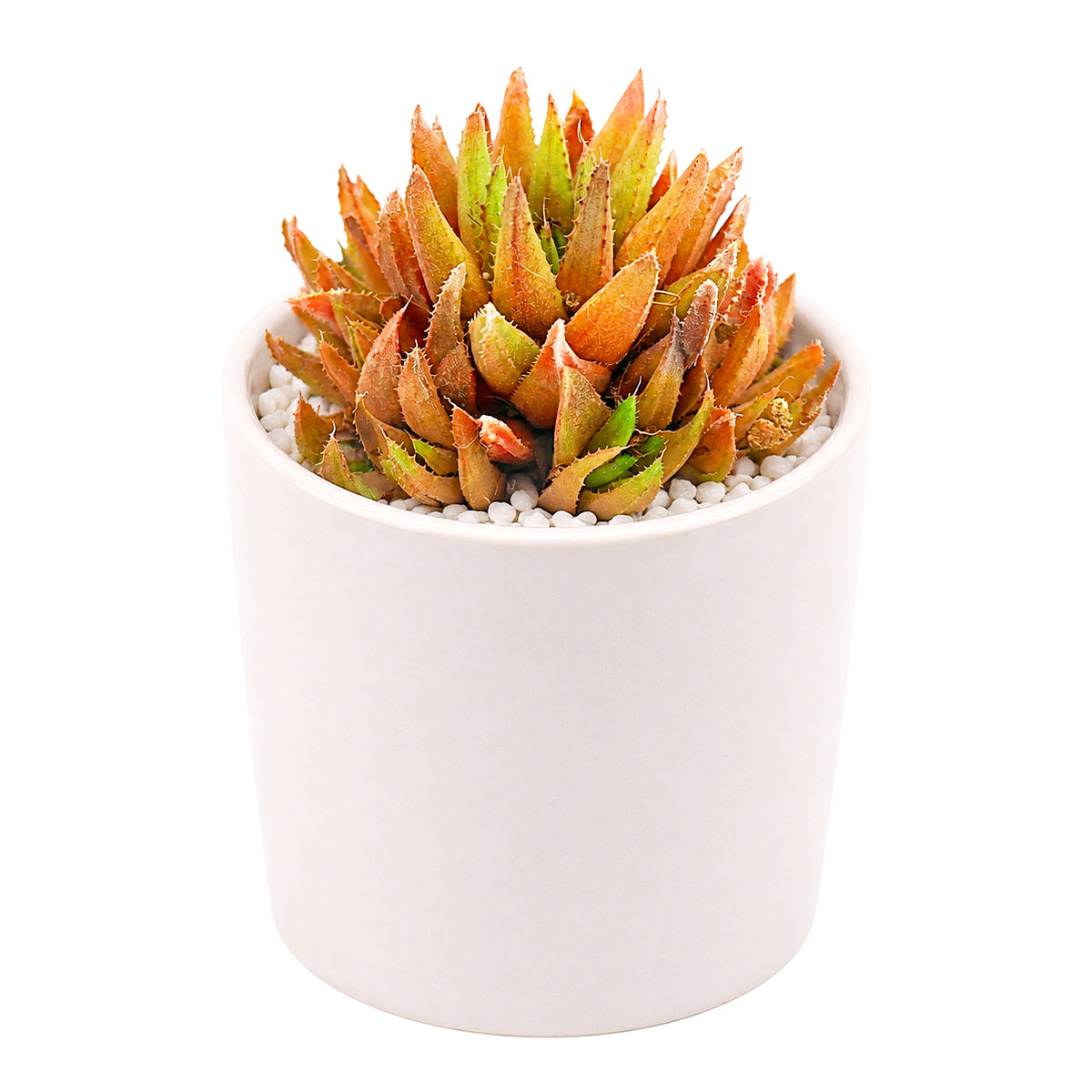 buy haworthia ed storms live succulent 2 inch online, rare windowed cultivar with long slender ciliate leaves, deep forest green rosette with translucent leaf windows, compact clumping form ideal for desk or shelf, low maintenance drought tolerant indoor plant, perfect architectural accent for modern minimalist decor, thoughtful gift for succulent collectors and beginners alike