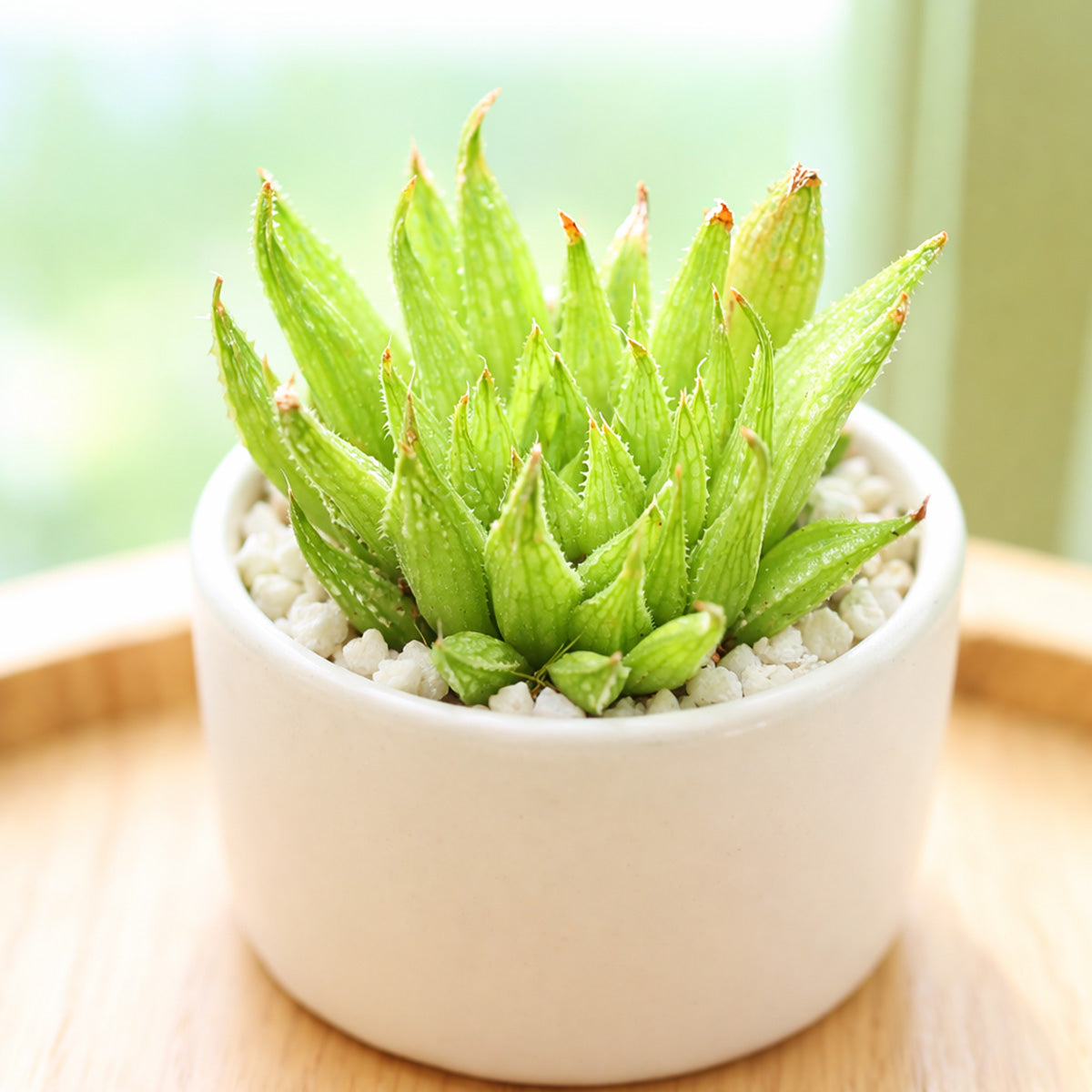 2 inch Haworthia Ed Storms, green succulents, indoor succulents, succulent care guide, buy succulents online