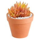 2 inch Haworthia Ed Storms, green succulents, indoor succulents, succulent care guide, buy succulents online