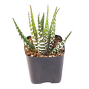 2" Haworthia attenuata 'Super White' for sale. Known for its bright white markings and compact rosette shape, this striking Haworthia brings texture and contrast to any indoor plant display. It grows best in bright conditions with a fast-draining succulent mix and minimal watering. Perfect for decorative planters, shelves, or thoughtful gifts for plant lovers.