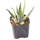 2" Haworthia attenuata 'Super White' for sale. Known for its bright white markings and compact rosette shape, this striking Haworthia brings texture and contrast to any indoor plant display. It grows best in bright conditions with a fast-draining succulent mix and minimal watering. Perfect for decorative planters, shelves, or thoughtful gifts for plant lovers.