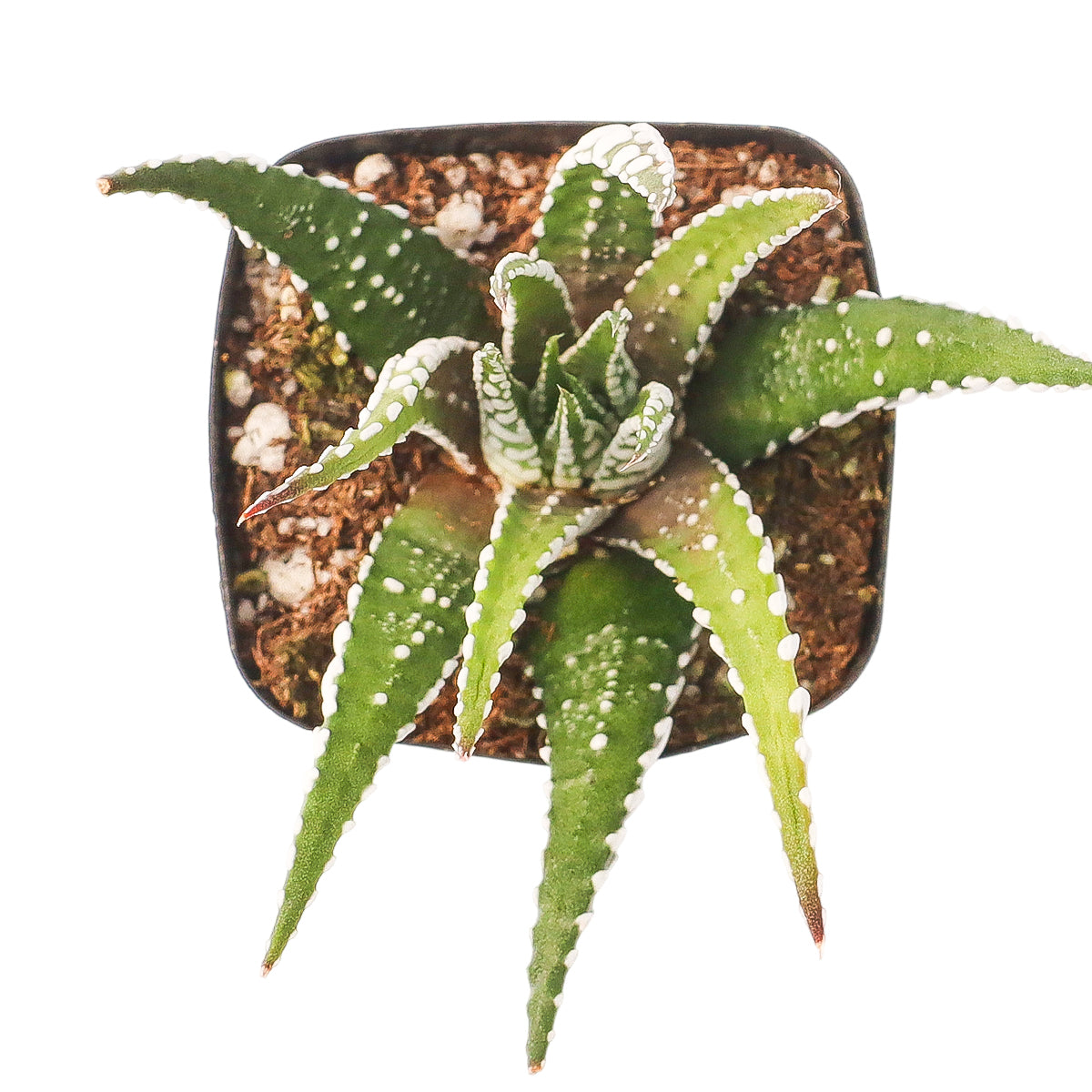 2" Haworthia attenuata 'Super White' for sale. Featuring a compact form and heavily textured leaves, this elegant succulent adds year-round beauty to homes and offices. It requires very little maintenance and thrives in well-draining soil with bright, indirect light. A wonderful accent for modern indoor plant collections.