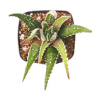2" Haworthia attenuata 'Super White' for sale. Known for its bright white markings and compact rosette shape, this striking Haworthia brings texture and contrast to any indoor plant display. It grows best in bright conditions with a fast-draining succulent mix and minimal watering. Perfect for decorative planters, shelves, or thoughtful gifts for plant lovers.