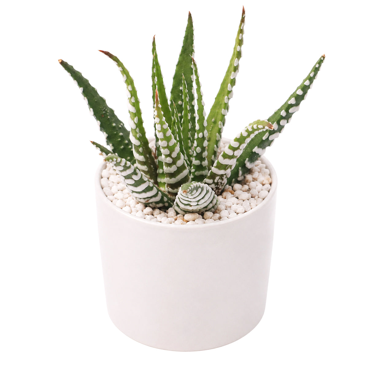 Buy 2" Haworthia attenuata 'Super White' online. This unique succulent is admired for its dramatic white tubercles that stand out beautifully against deep green foliage. It prefers bright, filtered light, excellent drainage, and light watering after the soil has dried completely. An excellent choice for collectors and anyone who appreciates unusual succulents.