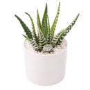 2" Haworthia attenuata 'Super White' for sale. Known for its bright white markings and compact rosette shape, this striking Haworthia brings texture and contrast to any indoor plant display. It grows best in bright conditions with a fast-draining succulent mix and minimal watering. Perfect for decorative planters, shelves, or thoughtful gifts for plant lovers.