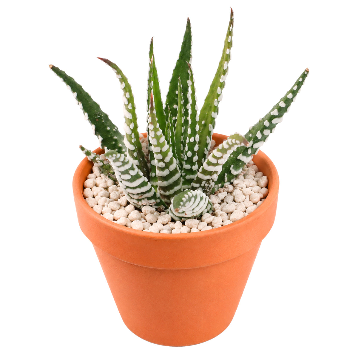 2" Haworthia attenuata 'Super White' for sale. Known for its bright white markings and compact rosette shape, this striking Haworthia brings texture and contrast to any indoor plant display. It grows best in bright conditions with a fast-draining succulent mix and minimal watering. Perfect for decorative planters, shelves, or thoughtful gifts for plant lovers.