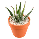2" Haworthia attenuata 'Super White' for sale. Known for its bright white markings and compact rosette shape, this striking Haworthia brings texture and contrast to any indoor plant display. It grows best in bright conditions with a fast-draining succulent mix and minimal watering. Perfect for decorative planters, shelves, or thoughtful gifts for plant lovers.