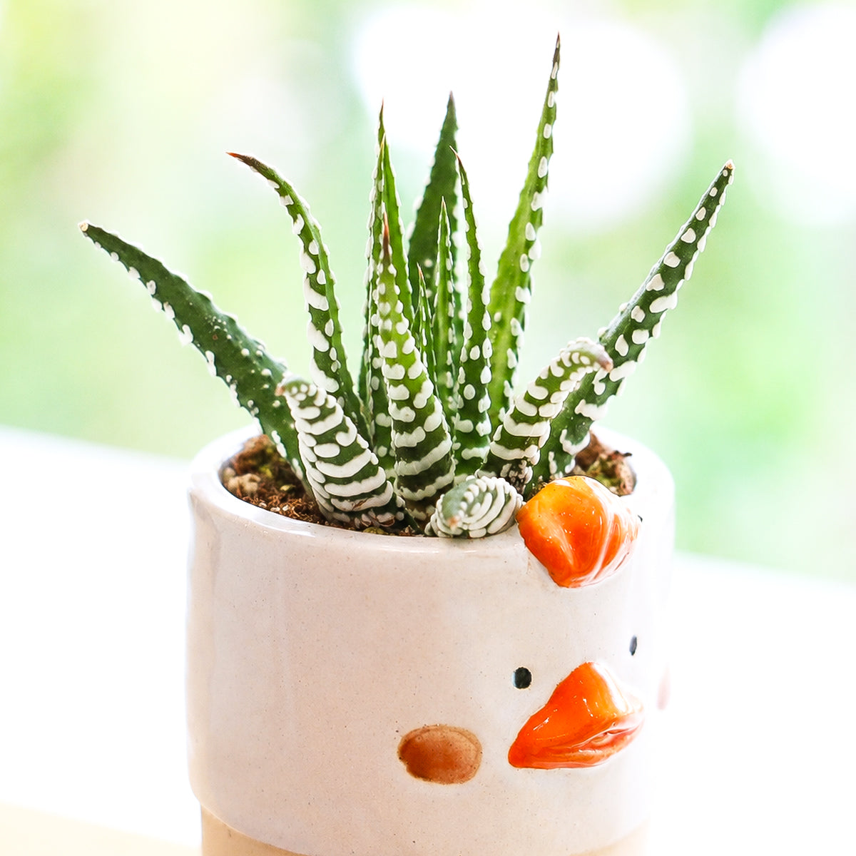 Buy 2" Haworthia attenuata 'Super White' online. This stunning succulent features thick green leaves covered in bold white bands that create an eye-catching zebra-like appearance. It thrives in bright, indirect light with well-draining soil and occasional watering. A beautiful addition to succulent collections, office desks, or sunny windowsills.