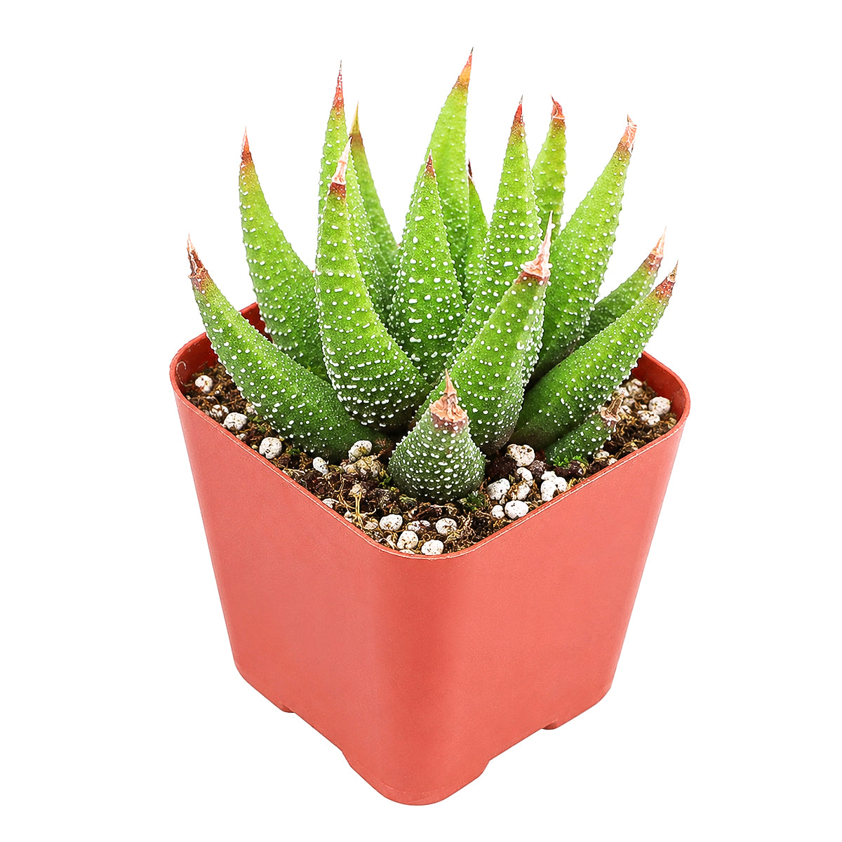 2" Haworthia attenuata var. glabrata for sale. This compact succulent combines elegant form with effortless care, making it a favorite for indoor plant lovers. It enjoys bright conditions, excellent drainage, and infrequent watering throughout the growing season. Perfect for small spaces, office desks, or mixed succulent arrangements.