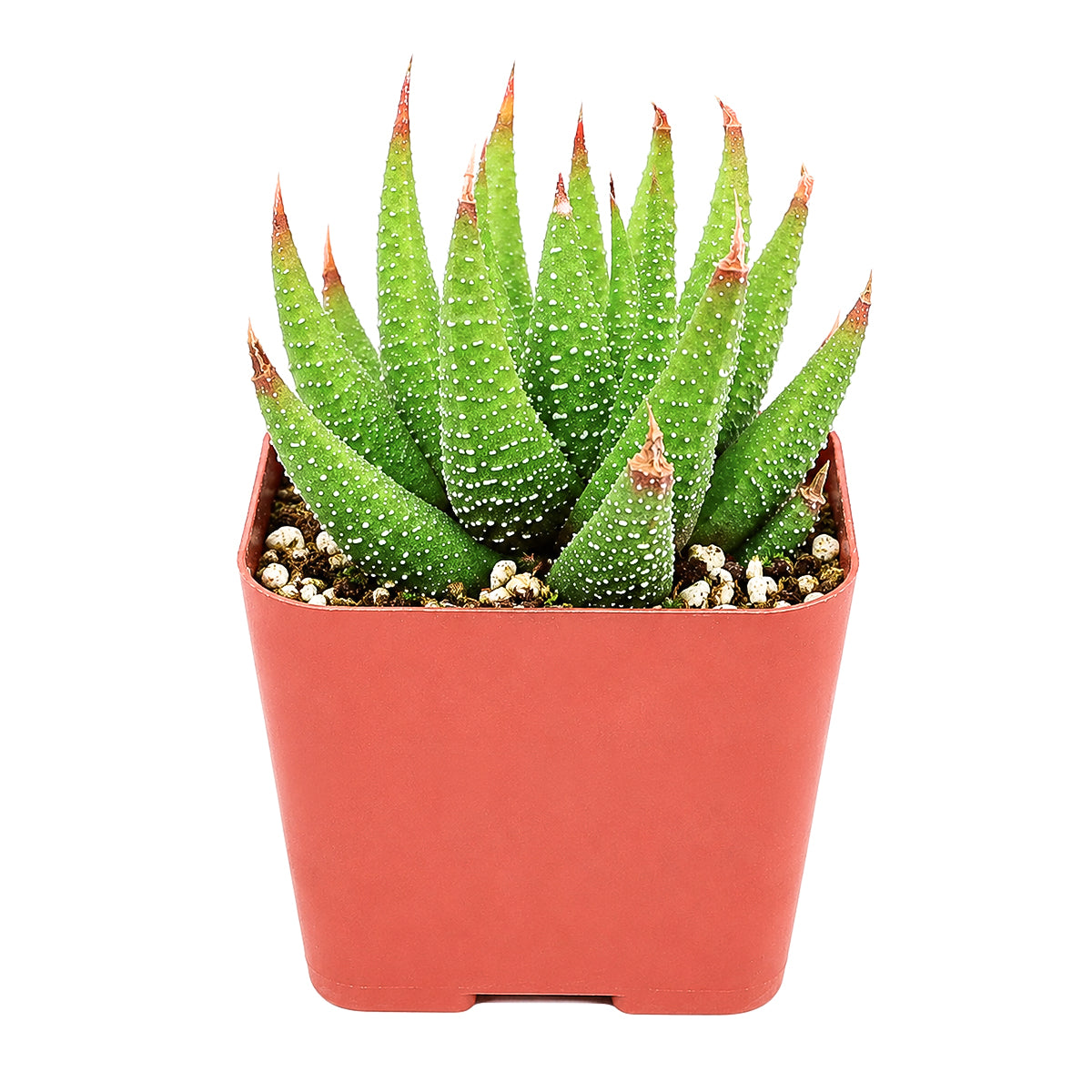Buy 2" Haworthia attenuata var. glabrata online. This refined Haworthia showcases beautifully arranged leaves with a smooth finish that creates a modern, sculptural look. It grows well with bright light, occasional watering, and a gritty succulent mix. An ideal addition to stylish home décor or curated succulent collections.
