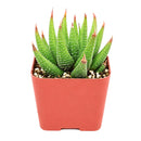 2" Haworthia attenuata var. glabrata for sale. Known for its sleek foliage and symmetrical growth habit, this Haworthia adds subtle texture and timeless style to any indoor space. It grows best in bright conditions with a fast-draining succulent mix and minimal watering. Perfect for decorative planters, sunny windowsills, or thoughtful gifts for plant lovers.
