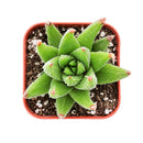 2" Haworthia attenuata var. glabrata for sale. Known for its sleek foliage and symmetrical growth habit, this Haworthia adds subtle texture and timeless style to any indoor space. It grows best in bright conditions with a fast-draining succulent mix and minimal watering. Perfect for decorative planters, sunny windowsills, or thoughtful gifts for plant lovers.