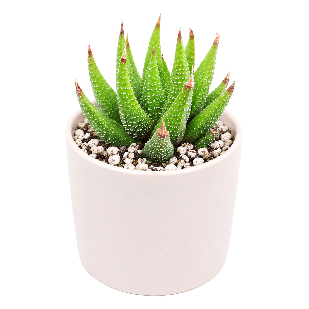 Buy 2" Haworthia attenuata var. glabrata online. This elegant succulent is admired for its smooth leaf surface and graceful architectural form that complements any plant collection. It prefers bright, filtered light, excellent drainage, and light watering after the soil has dried completely. An excellent choice for collectors and anyone who enjoys easy-care succulents.