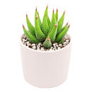 2" Haworthia attenuata var. glabrata for sale. Known for its sleek foliage and symmetrical growth habit, this Haworthia adds subtle texture and timeless style to any indoor space. It grows best in bright conditions with a fast-draining succulent mix and minimal watering. Perfect for decorative planters, sunny windowsills, or thoughtful gifts for plant lovers.