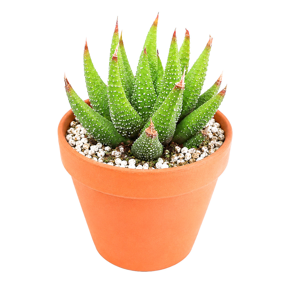 2" Haworthia attenuata var. glabrata for sale. Known for its sleek foliage and symmetrical growth habit, this Haworthia adds subtle texture and timeless style to any indoor space. It grows best in bright conditions with a fast-draining succulent mix and minimal watering. Perfect for decorative planters, sunny windowsills, or thoughtful gifts for plant lovers.