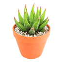 2" Haworthia attenuata var. glabrata for sale. Known for its sleek foliage and symmetrical growth habit, this Haworthia adds subtle texture and timeless style to any indoor space. It grows best in bright conditions with a fast-draining succulent mix and minimal watering. Perfect for decorative planters, sunny windowsills, or thoughtful gifts for plant lovers.