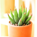 2" Haworthia attenuata var. glabrata for sale. Known for its sleek foliage and symmetrical growth habit, this Haworthia adds subtle texture and timeless style to any indoor space. It grows best in bright conditions with a fast-draining succulent mix and minimal watering. Perfect for decorative planters, sunny windowsills, or thoughtful gifts for plant lovers.