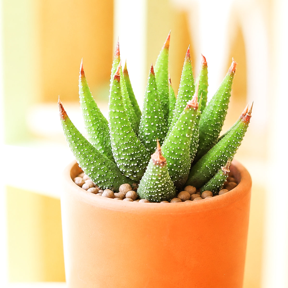 Buy 2" Haworthia attenuata var. glabrata online. This attractive succulent features smooth, pointed green leaves arranged in a compact rosette with a clean, elegant appearance. It thrives in bright, indirect light with well-draining soil and occasional watering. A beautiful addition to succulent collections, office desks, or modern indoor plant displays.