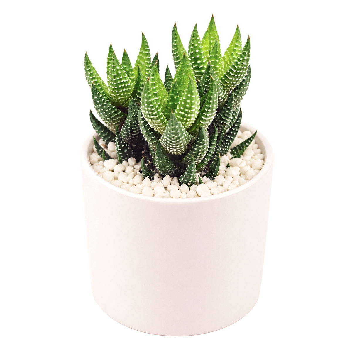 Buy 2" Haworthia Coarctata var. Tenuis online. This distinctive succulent features upright stems covered with tightly stacked green leaves accented by delicate white markings, creating a striking architectural look. It thrives in bright, indirect light with well-draining soil and occasional watering. A perfect addition to succulent collections, office desks, or modern indoor plant displays.