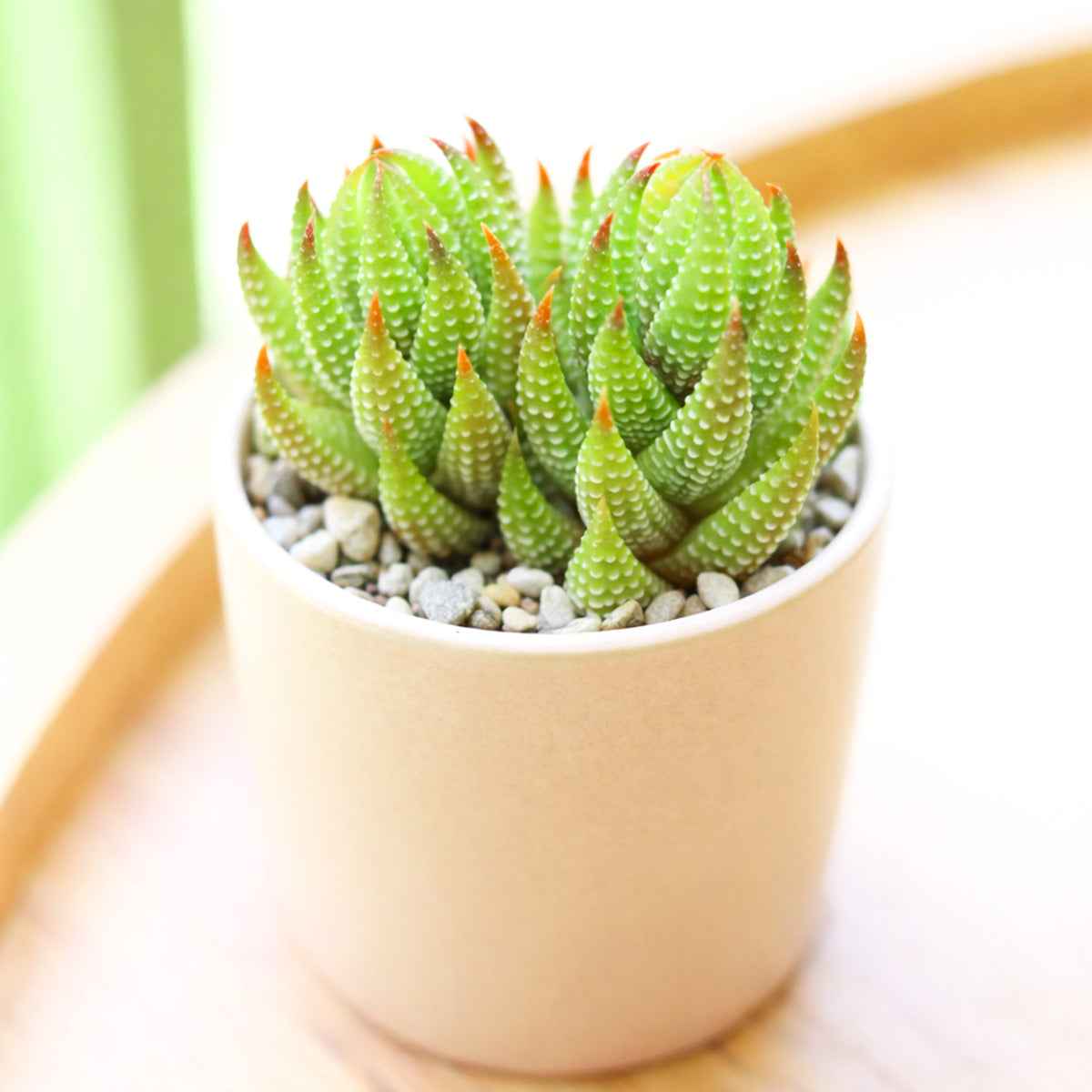 succulents for kitchen Haworthia Coarctata var. Tenuis