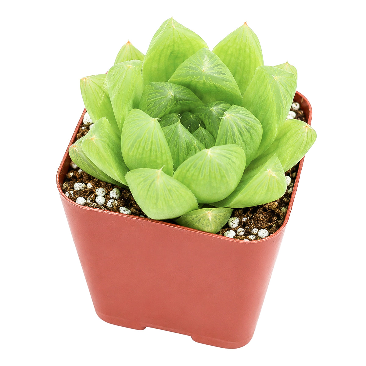 2" Haworthia cymbiformis var. incurvula for sale. This graceful succulent offers year-round beauty with its lush green leaves and compact growth habit. It enjoys bright conditions, excellent drainage, and infrequent watering throughout the growing season. A perfect choice for beginners and experienced succulent enthusiasts alike.