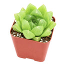 2" Haworthia cymbiformis var. incurvula for sale. Featuring smooth, boat-shaped leaves arranged in a symmetrical rosette, this charming Haworthia adds a fresh and refined touch to any indoor plant display. It grows best in bright conditions with a fast-draining succulent mix and minimal watering. Perfect for decorative planters, shelves, or thoughtful gifts for plant lovers.