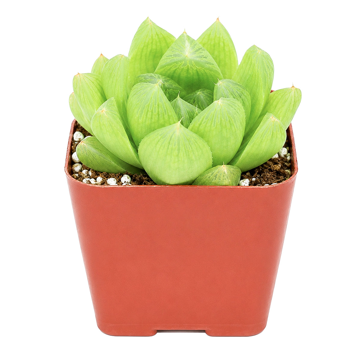 Buy 2" Haworthia cymbiformis var. incurvula online. This eye-catching Haworthia combines soft translucent foliage with a perfectly balanced rosette, making it an attractive addition to any indoor space. It grows well with bright light, occasional watering, and a gritty succulent mix. Ideal for home décor, tabletop displays, or curated succulent collections.