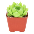 2" Haworthia cymbiformis var. incurvula for sale. Featuring smooth, boat-shaped leaves arranged in a symmetrical rosette, this charming Haworthia adds a fresh and refined touch to any indoor plant display. It grows best in bright conditions with a fast-draining succulent mix and minimal watering. Perfect for decorative planters, shelves, or thoughtful gifts for plant lovers.