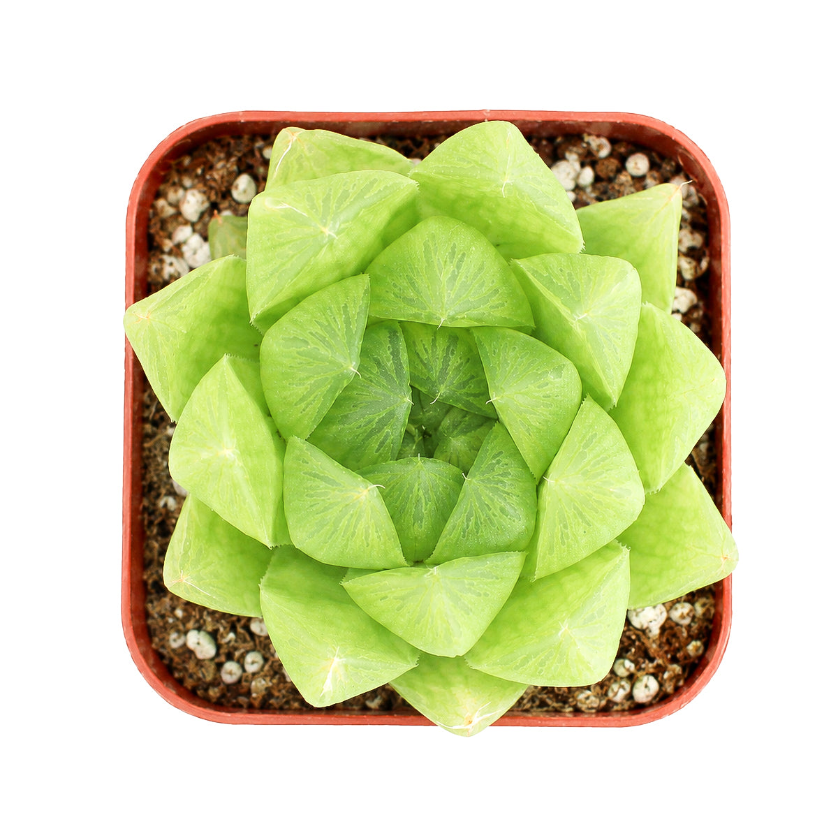 2" Haworthia cymbiformis var. incurvula for sale. This compact succulent showcases glossy green leaves with gently curved tips that create a delicate architectural look. It requires very little maintenance and thrives in well-draining soil with bright, indirect light. A lovely accent for windowsills, office spaces, or modern succulent arrangements.