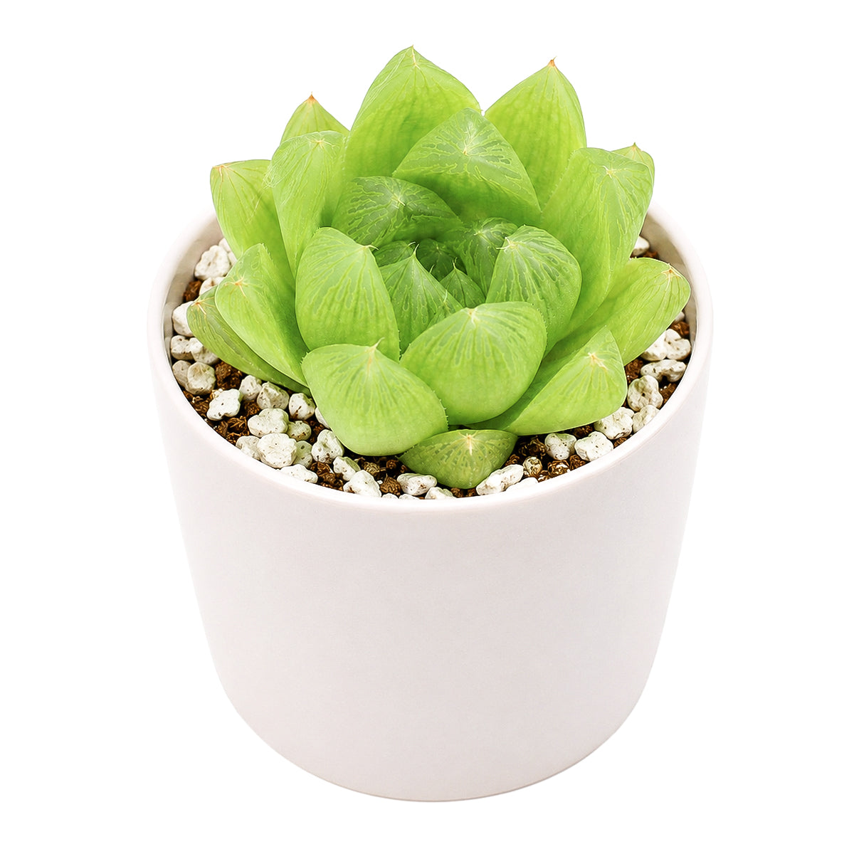 Buy 2" Haworthia cymbiformis var. incurvula online. This elegant succulent is admired for its translucent foliage and naturally graceful rosette that stands out in any collection. It prefers bright, filtered light, excellent drainage, and light watering after the soil has dried completely. An excellent choice for collectors and anyone who enjoys easy-care houseplants.