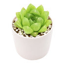 2" Haworthia cymbiformis var. incurvula for sale. Featuring smooth, boat-shaped leaves arranged in a symmetrical rosette, this charming Haworthia adds a fresh and refined touch to any indoor plant display. It grows best in bright conditions with a fast-draining succulent mix and minimal watering. Perfect for decorative planters, shelves, or thoughtful gifts for plant lovers.