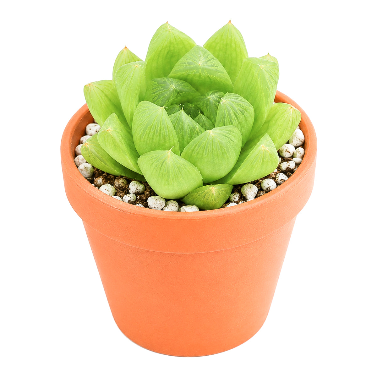 2" Haworthia cymbiformis var. incurvula for sale. Featuring smooth, boat-shaped leaves arranged in a symmetrical rosette, this charming Haworthia adds a fresh and refined touch to any indoor plant display. It grows best in bright conditions with a fast-draining succulent mix and minimal watering. Perfect for decorative planters, shelves, or thoughtful gifts for plant lovers.