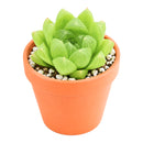 2" Haworthia cymbiformis var. incurvula for sale. Featuring smooth, boat-shaped leaves arranged in a symmetrical rosette, this charming Haworthia adds a fresh and refined touch to any indoor plant display. It grows best in bright conditions with a fast-draining succulent mix and minimal watering. Perfect for decorative planters, shelves, or thoughtful gifts for plant lovers.