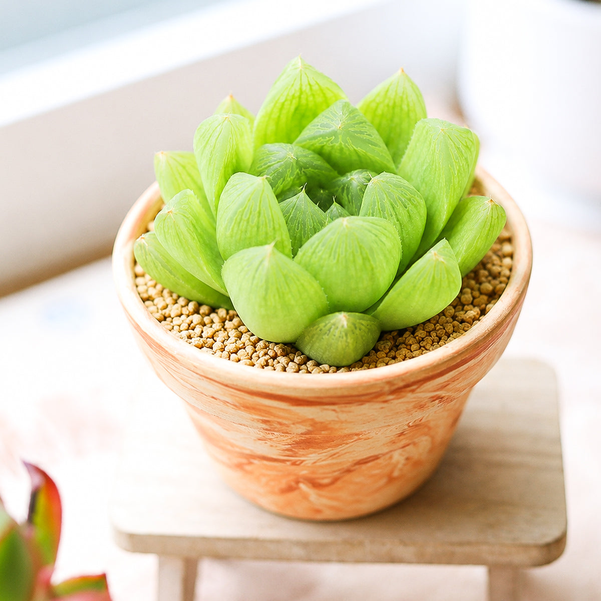 Buy 2" Haworthia cymbiformis var. incurvula online. This beautiful succulent forms compact rosettes of thick, translucent green leaves with gracefully curved tips that give it a soft, elegant appearance. It thrives in bright, indirect light with well-draining soil and occasional watering. A wonderful addition to succulent collections, office desks, or sunny windowsills.